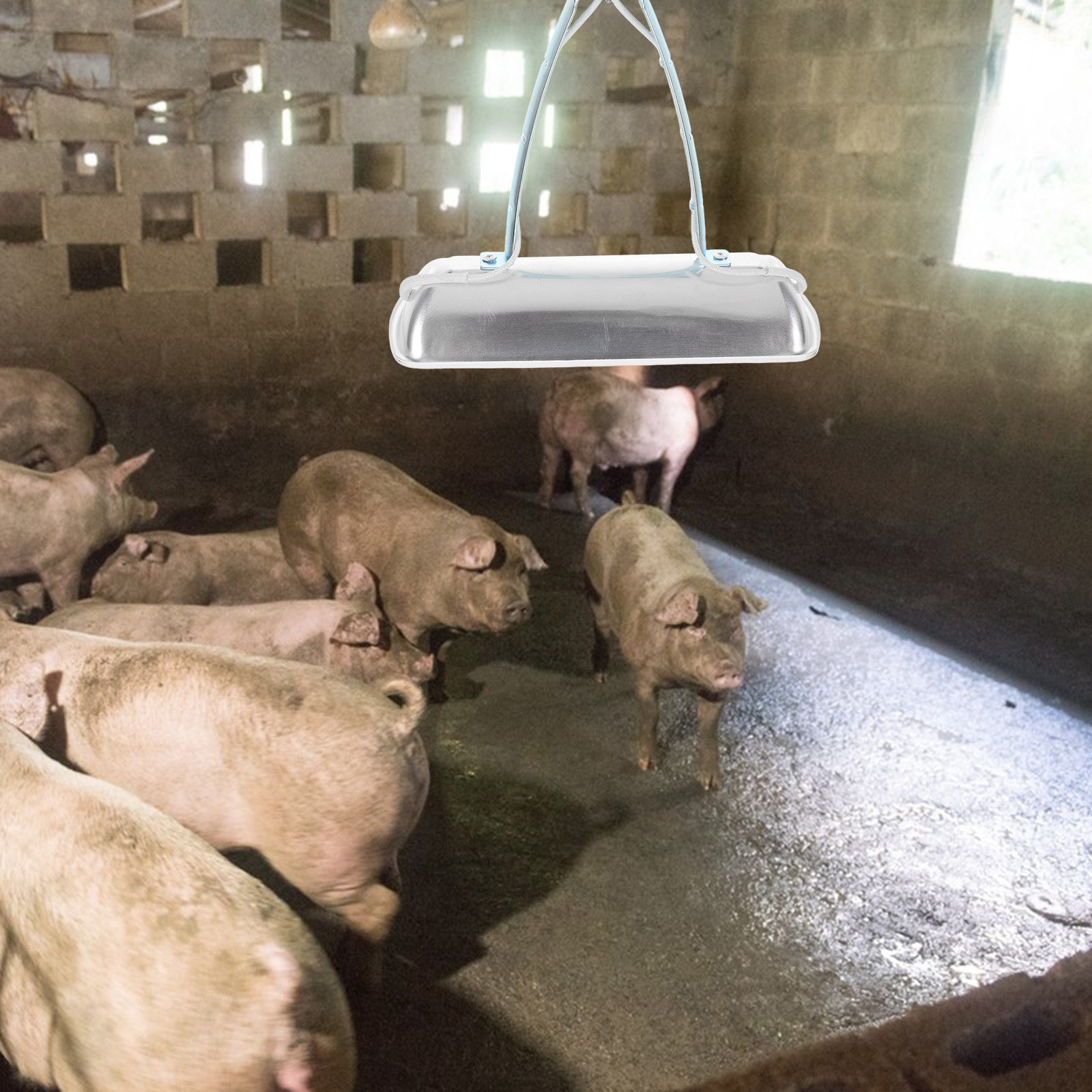 Pig Farm Preservation Lamp Chi - Farming A review and price