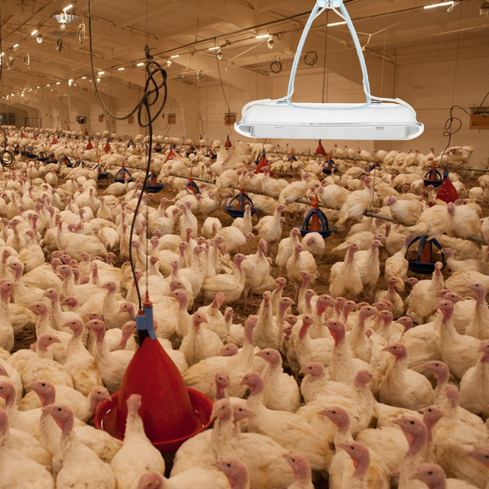 Pig Farm Preservation Lamp Chi - Farming A review and price